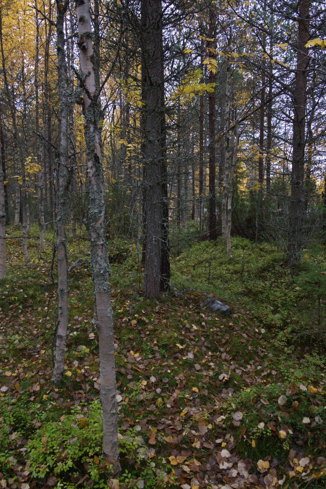 golden silver birches 090 — Descargar