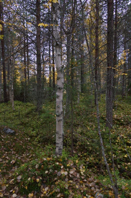 golden silver birches 091 — Descargar