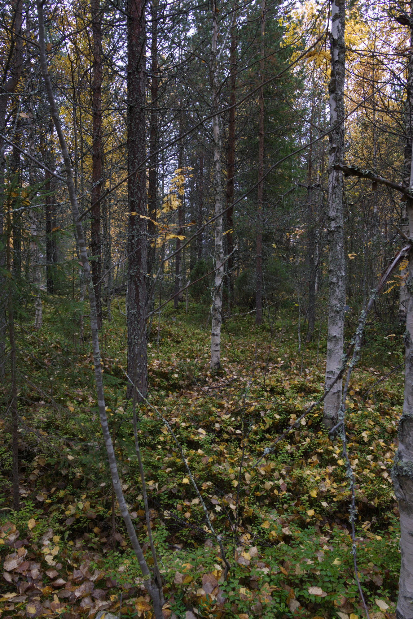 golden silver birches 092 — Скачать