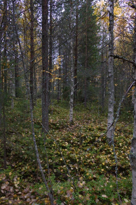 golden silver birches 092 — Скачать
