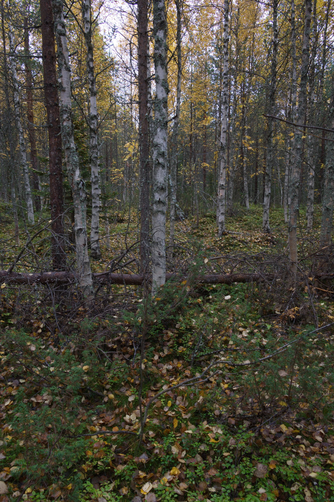 golden silver birches 093 — Descargar