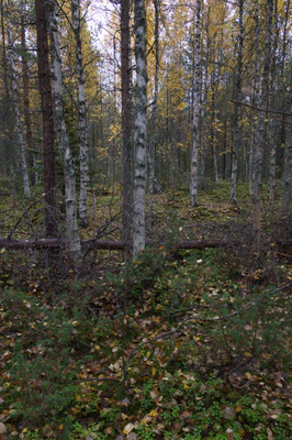 golden silver birches 093 — Descargar