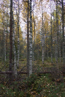 golden silver birches 094 — Descargar