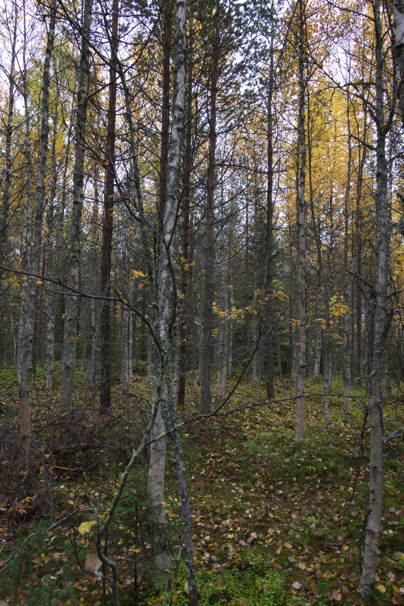 golden silver birches 095 — Скачать