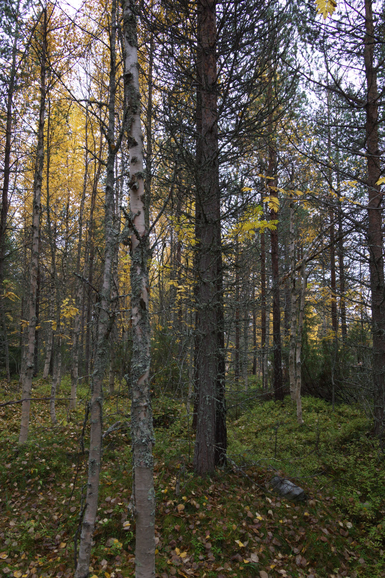 golden silver birches 096 — Descargar