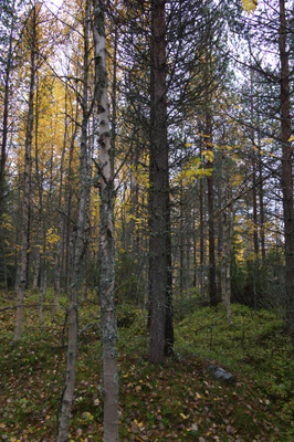 golden silver birches 096 — Descargar