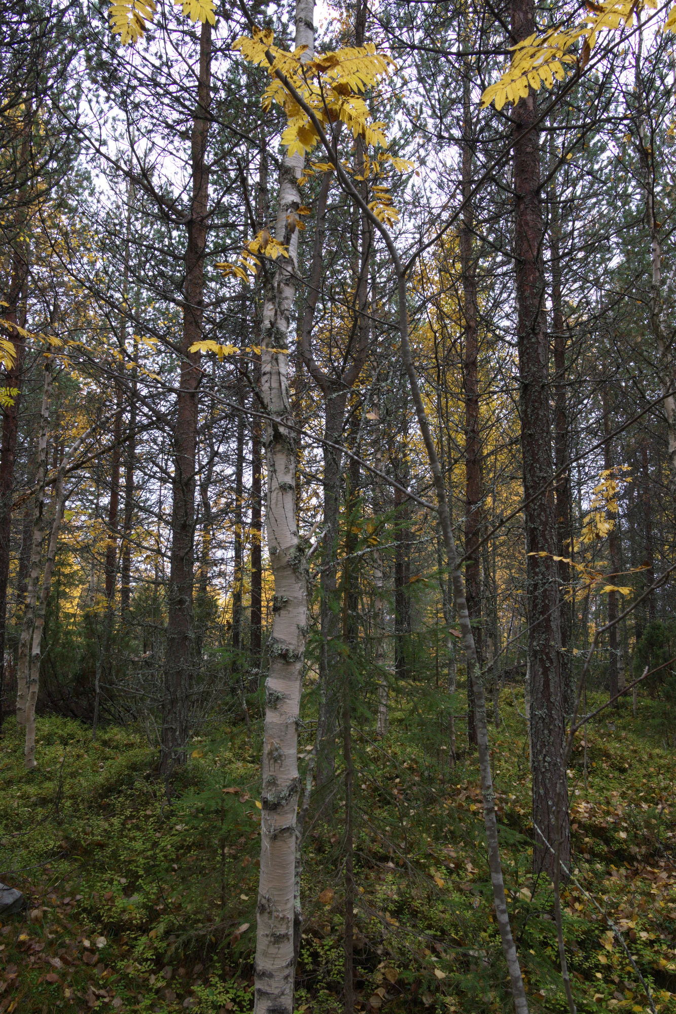 golden silver birches 097 — Descargar