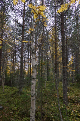 golden silver birches 097 — Descargar