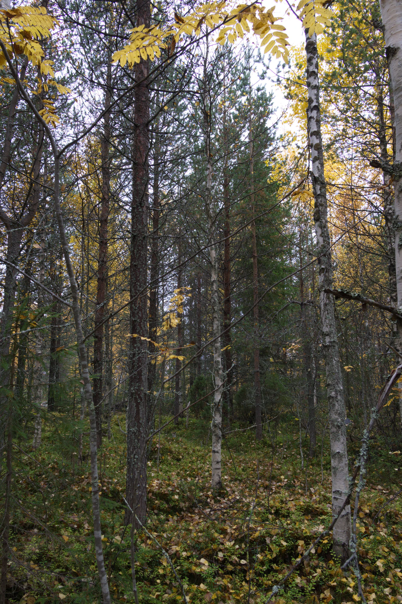 golden silver birches 098 — Descargar