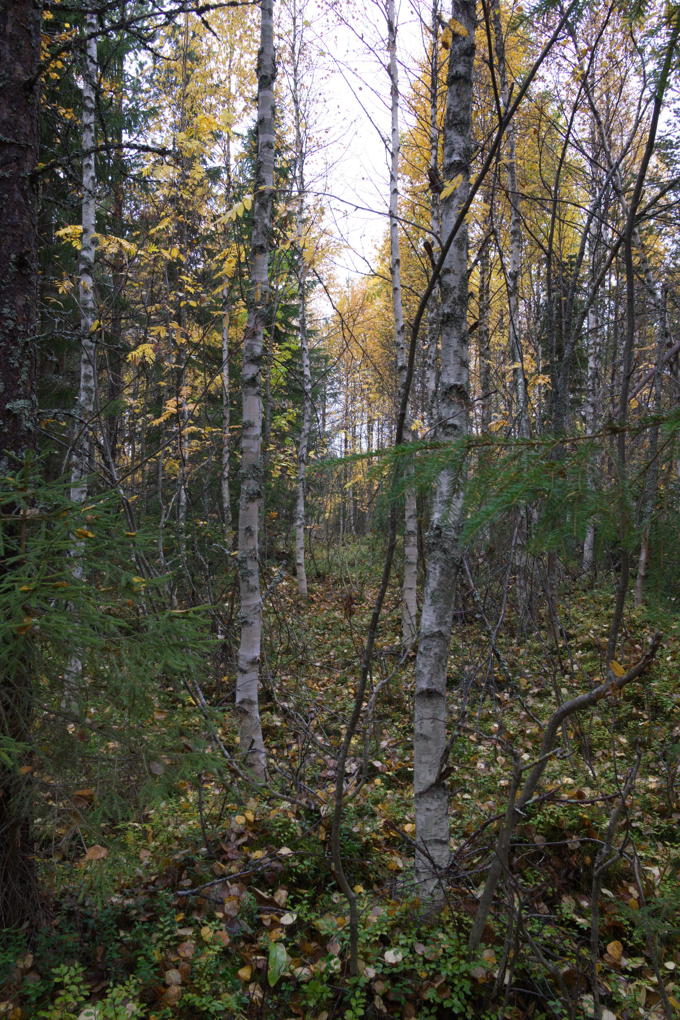 golden silver birches 099 — Скачать