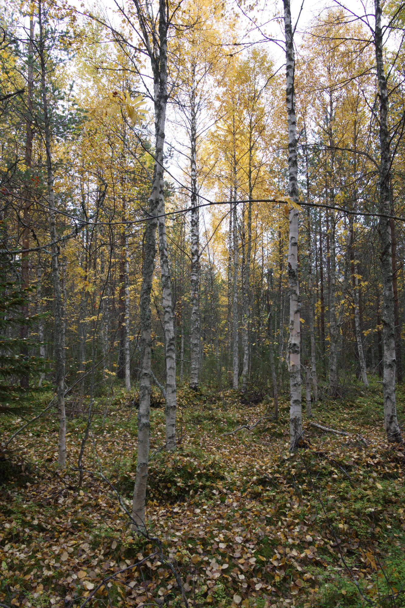 golden silver birches 100 — Скачать