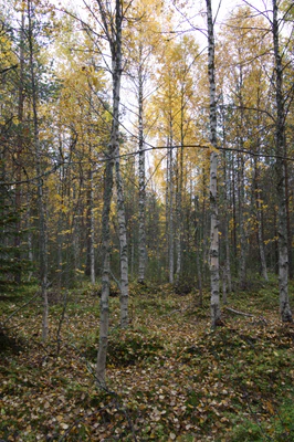 golden silver birches 100 — Скачать