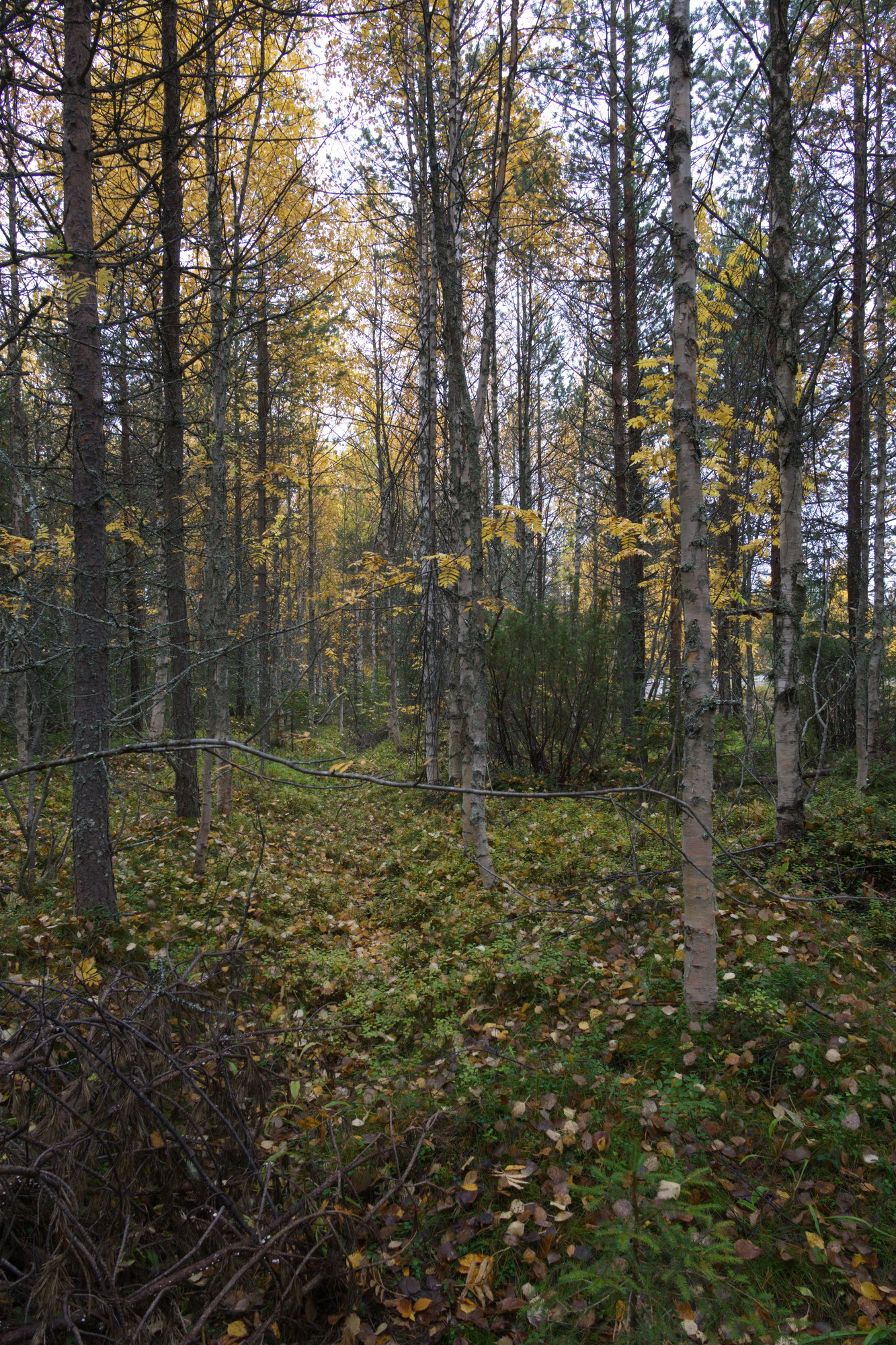 golden silver birches 101 — Descargar
