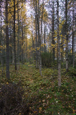 golden silver birches 101 — Descargar