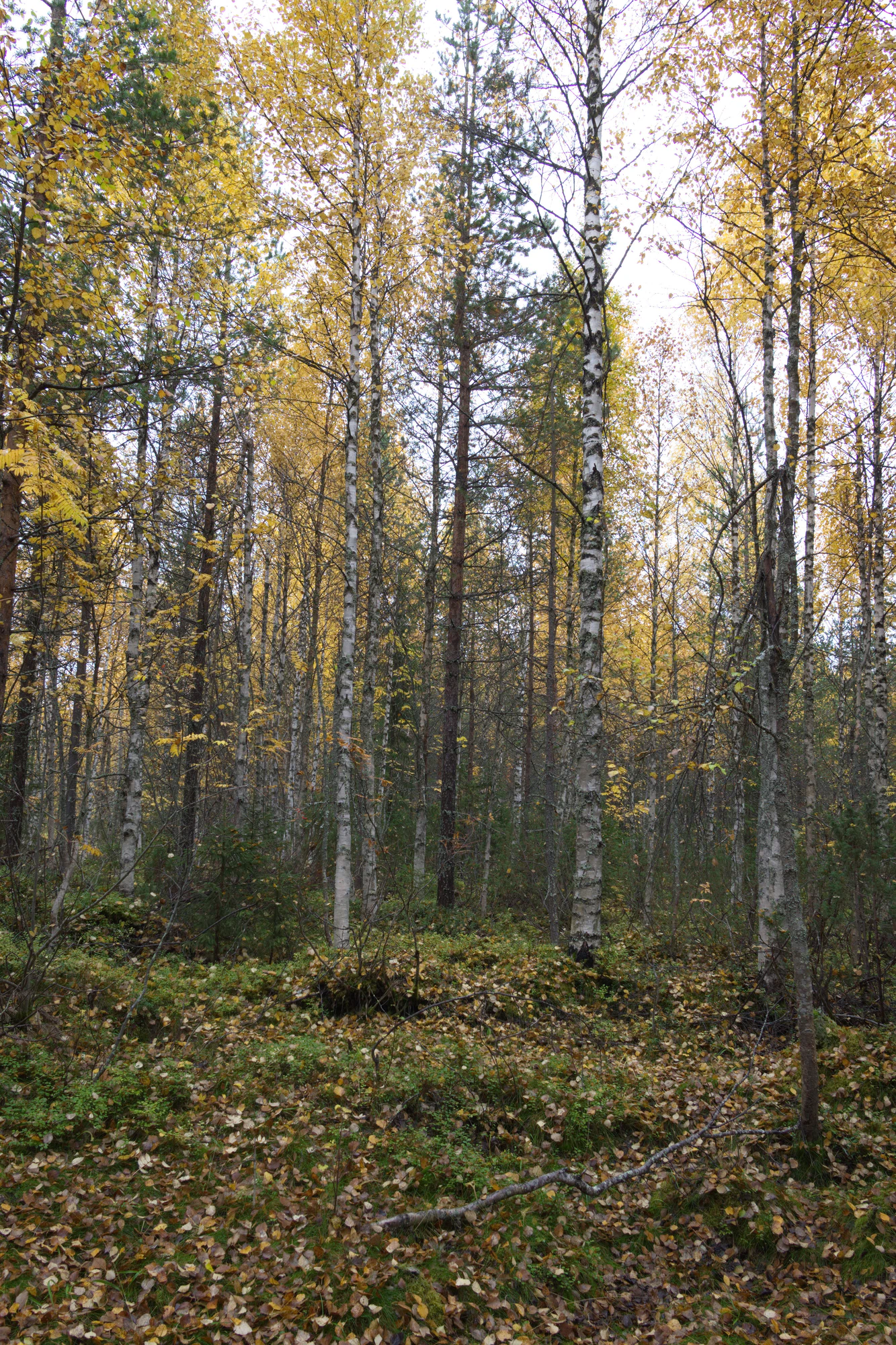 golden silver birches 102 — Descargar
