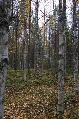 golden silver birches 103 — Скачать