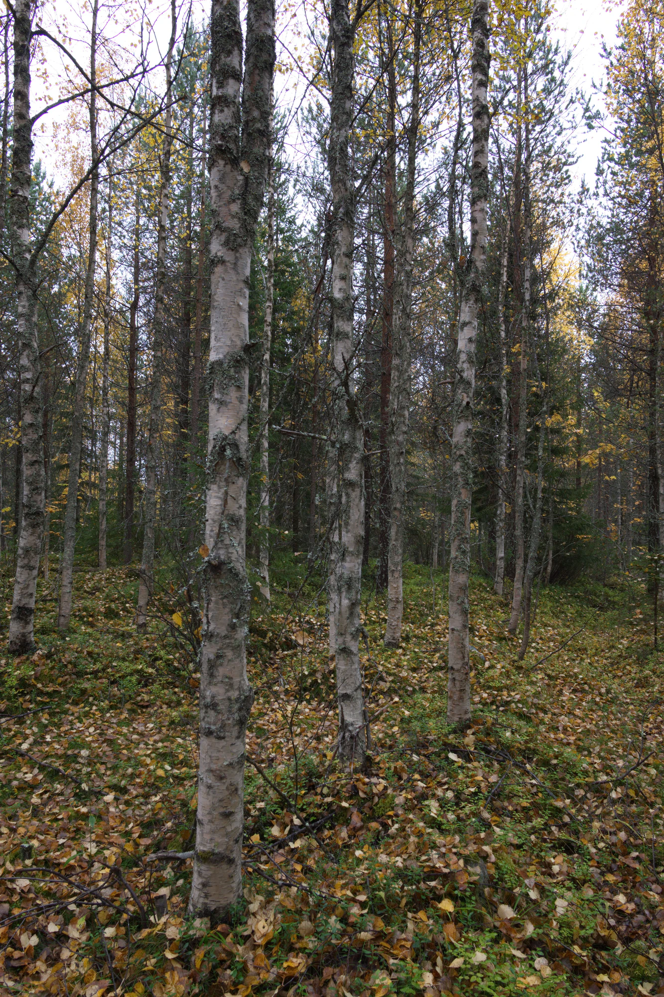 golden silver birches 104 — Скачать
