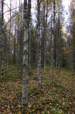 golden silver birches 104 — Скачать