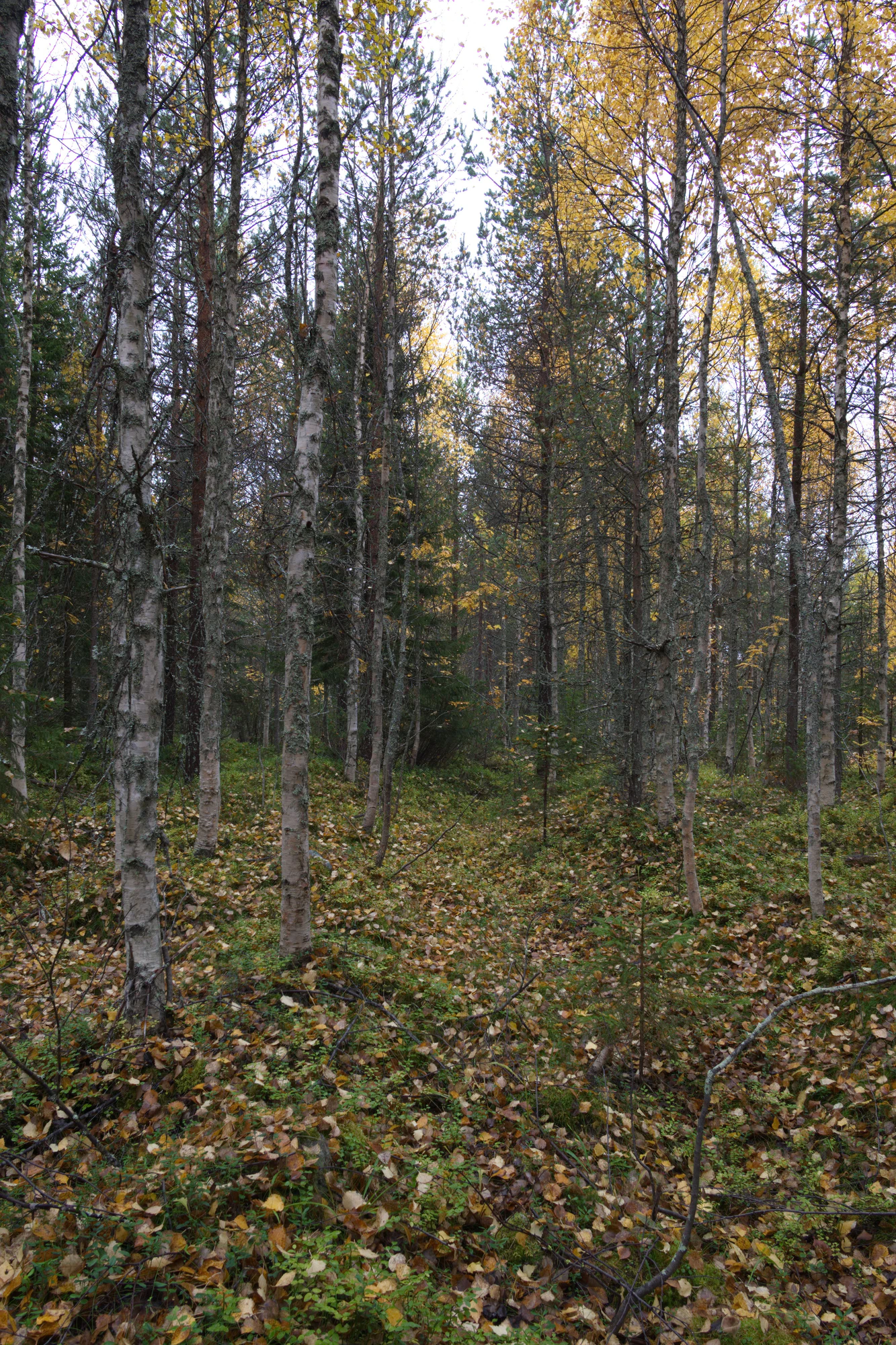 golden silver birches 105 — Descargar