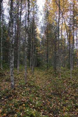 golden silver birches 105 — Descargar