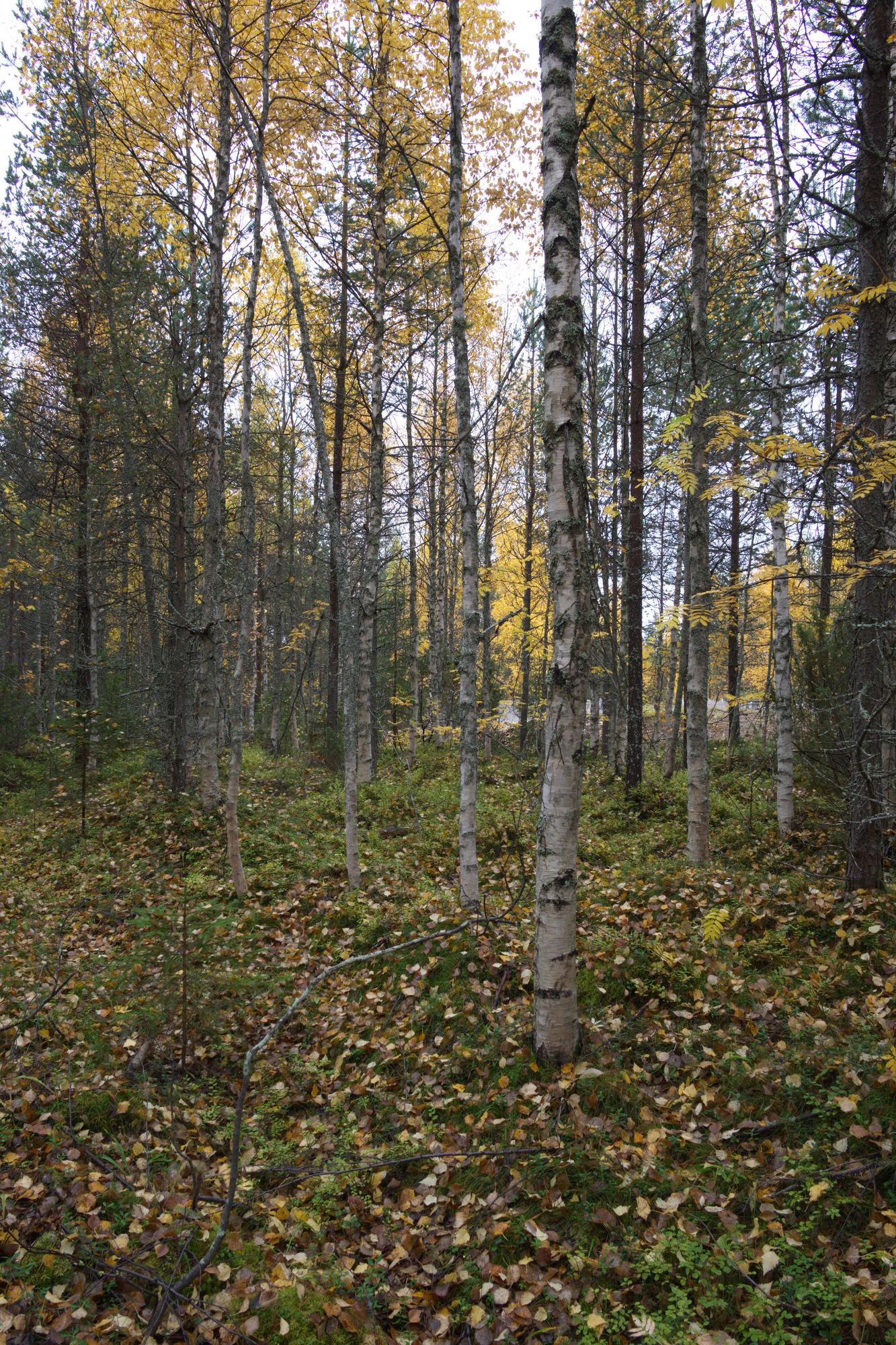 golden silver birches 106 — Скачать