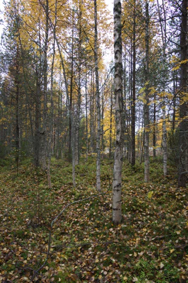 golden silver birches 106 — download