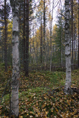 golden silver birches 109 — download