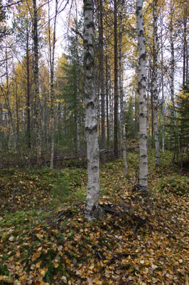 golden silver birches 110 — download