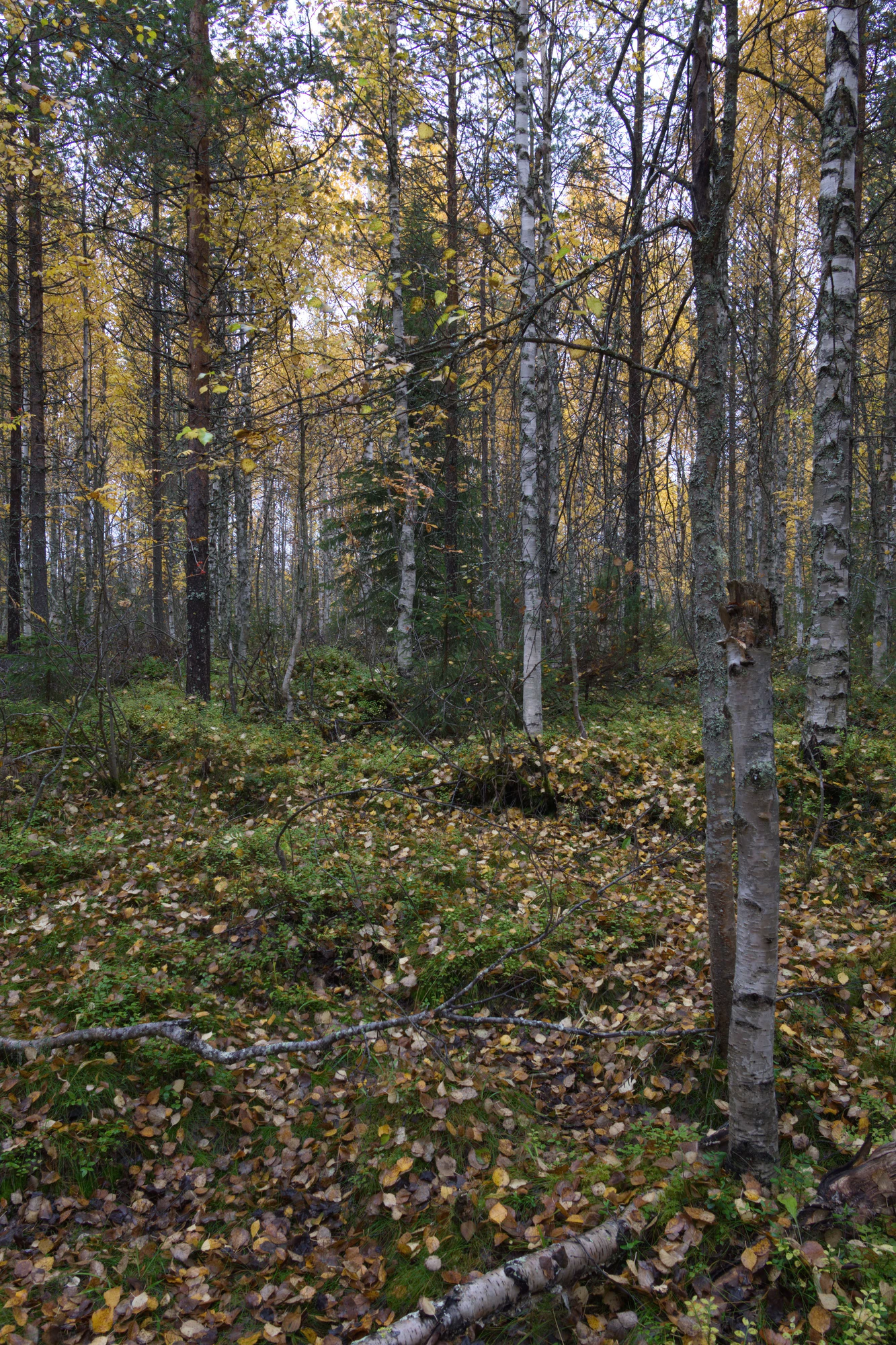 golden silver birches 111 — Скачать