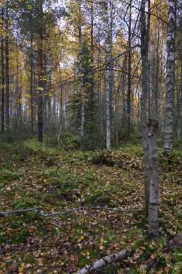 golden silver birches 111 — download