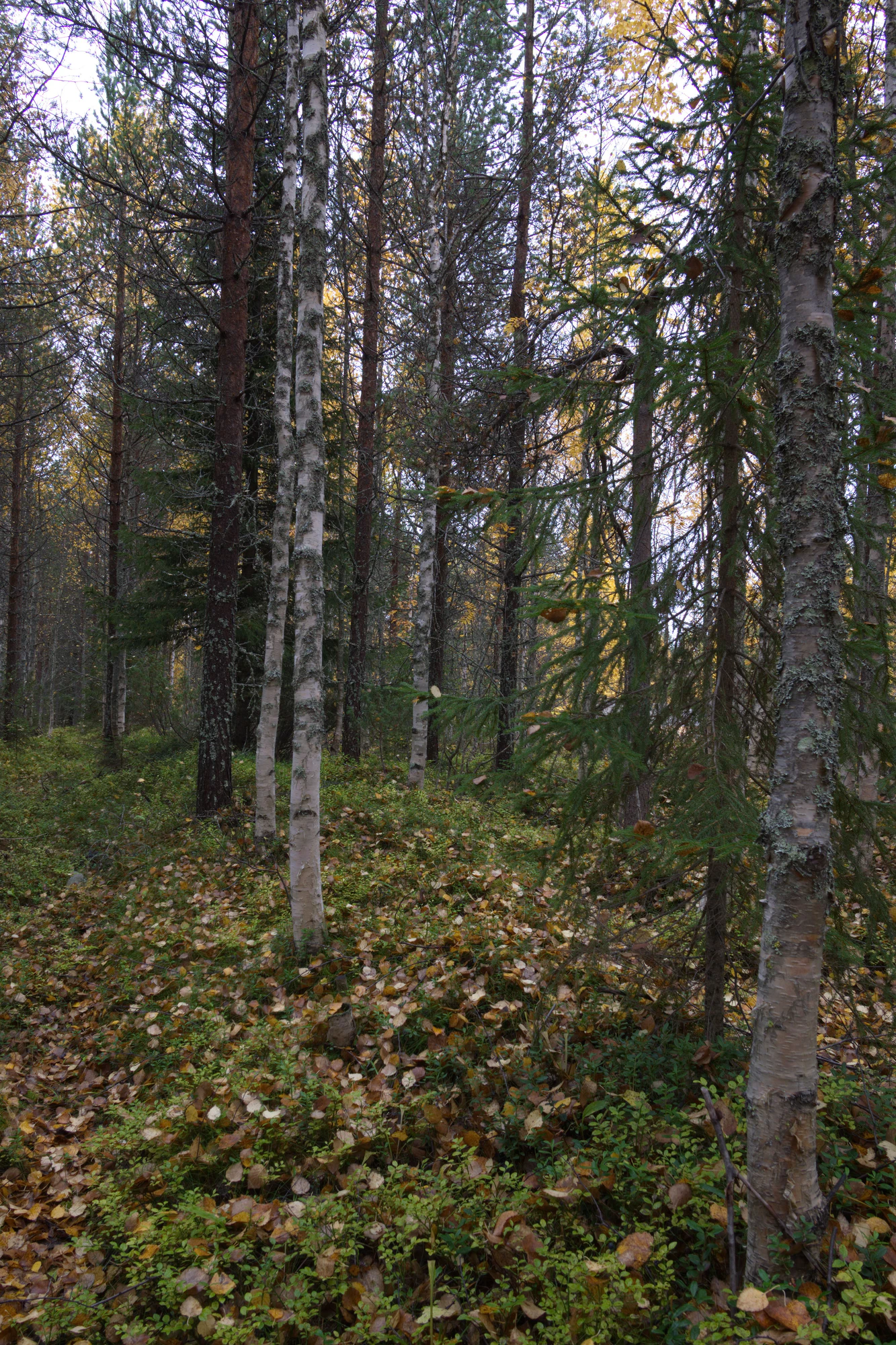 golden silver birches 112 — Скачать