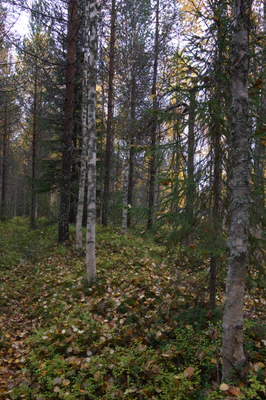 golden silver birches 112 — download