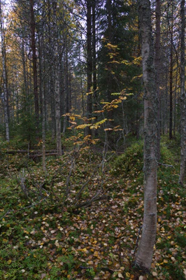 golden silver birches 113 — download