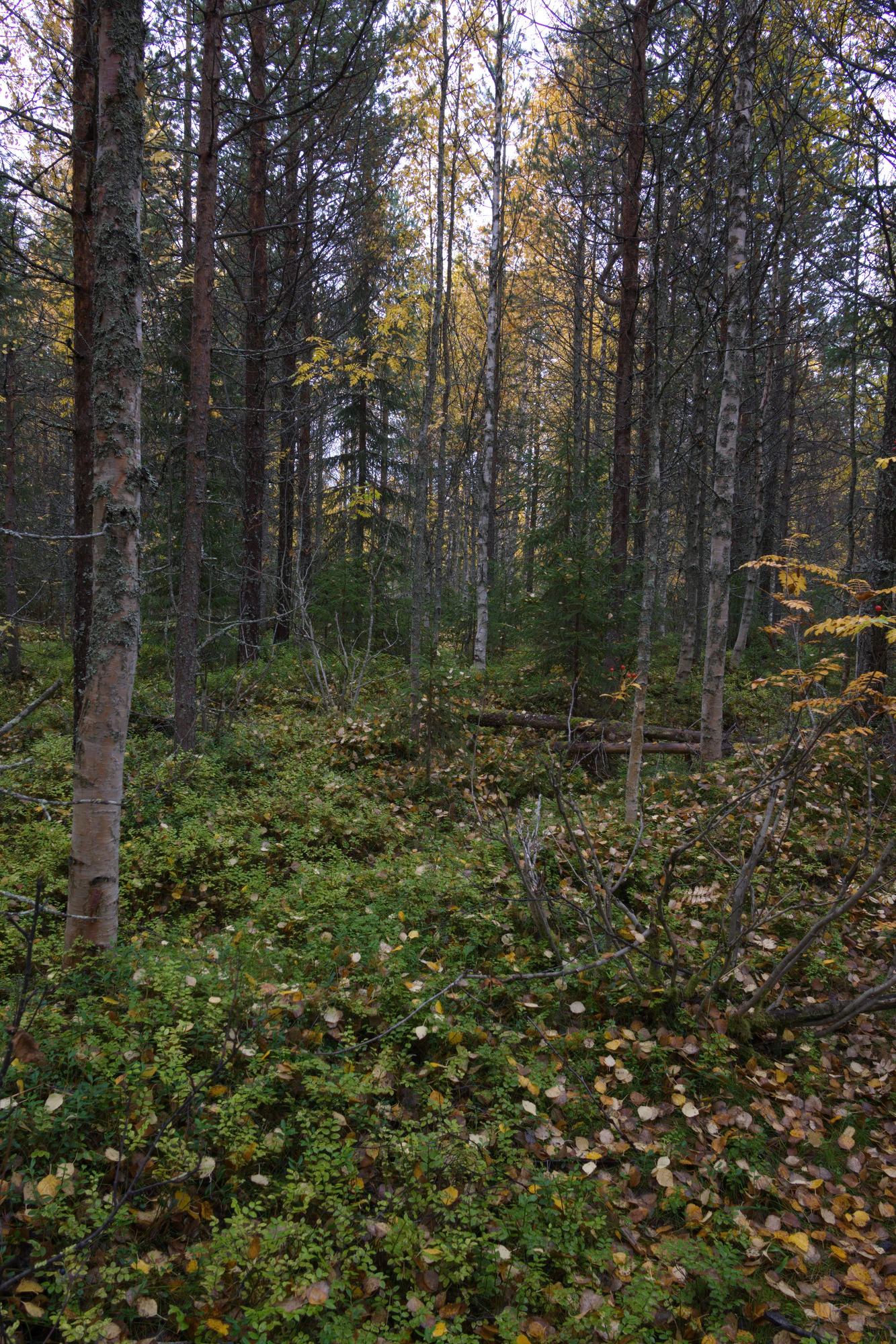 golden silver birches 114 — Скачать