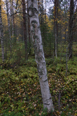 golden silver birches 115 — download