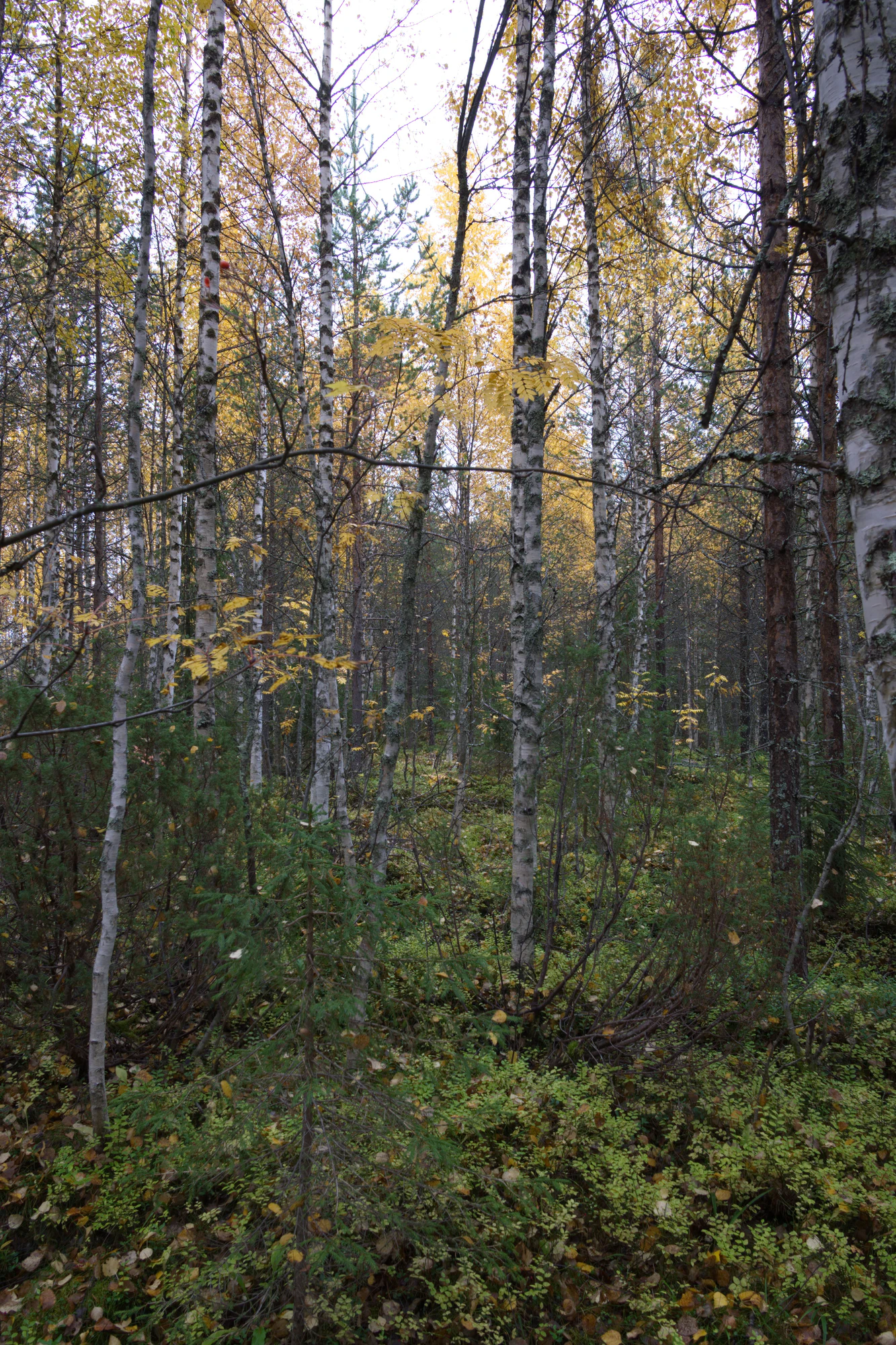 golden silver birches 116 — Скачать
