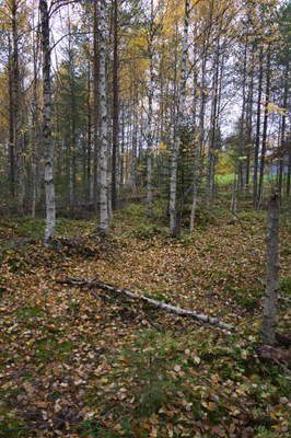 golden silver birches 117 — download