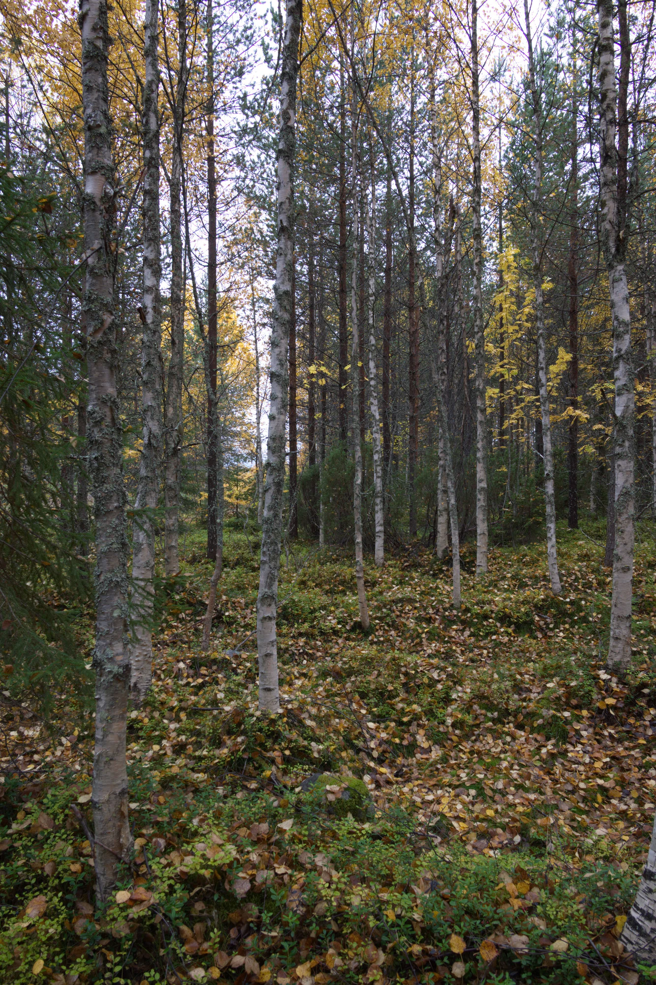 golden silver birches 118 — Скачать