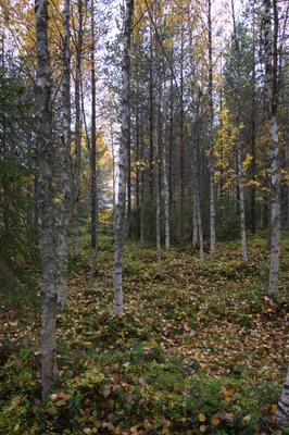 golden silver birches 118 — download