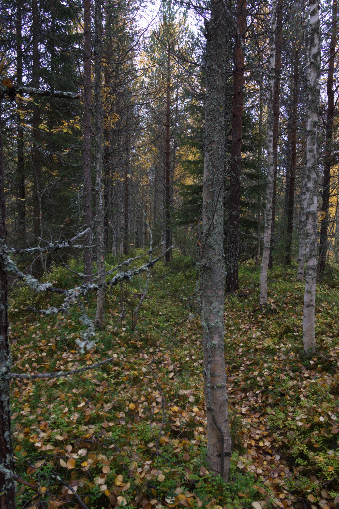 golden silver birches 119 — Скачать