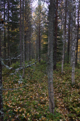 golden silver birches 119 — download