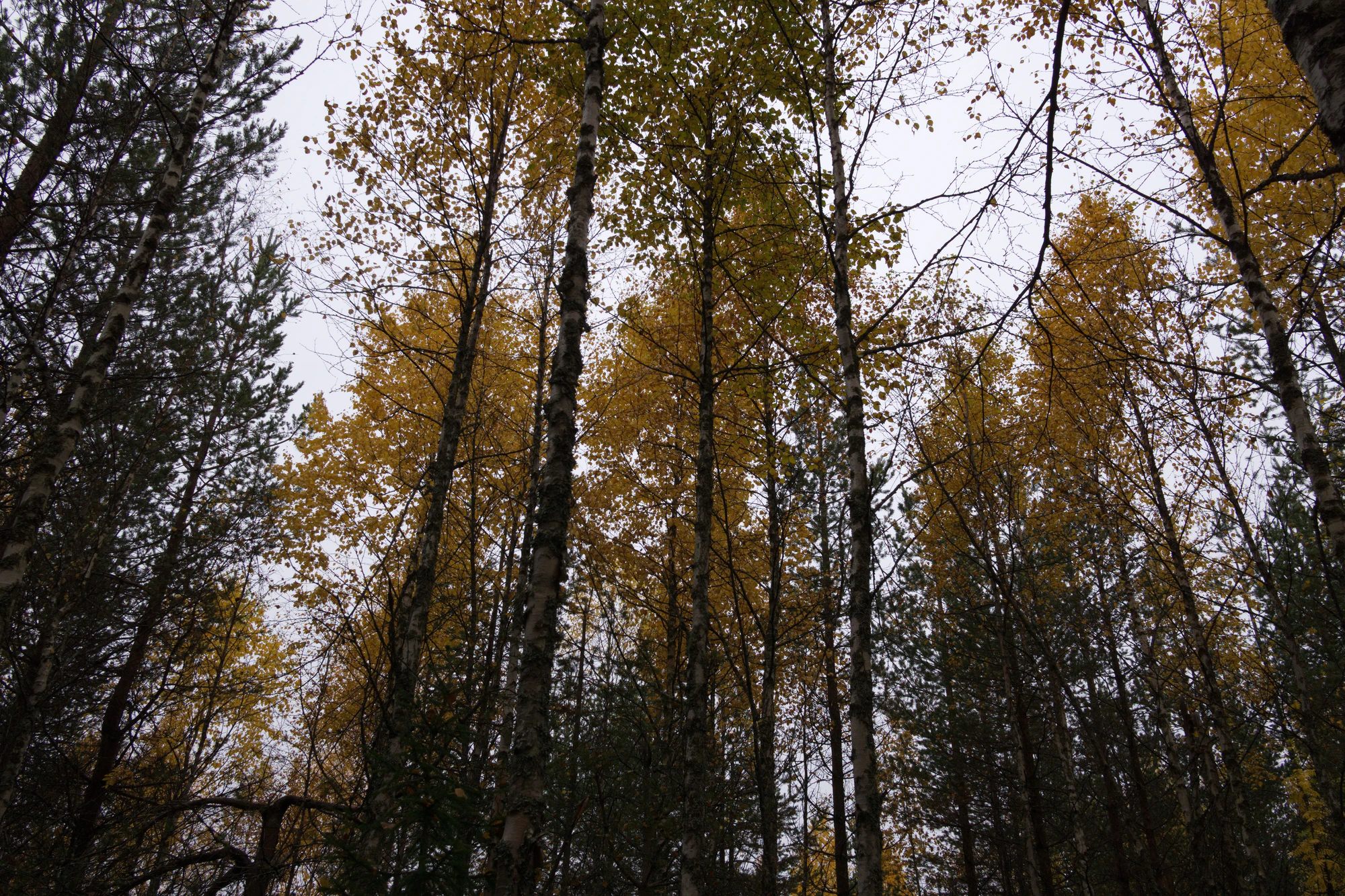 golden silver birches 120 — Скачать