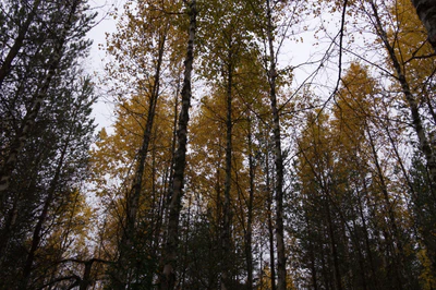 golden silver birches 120 — download