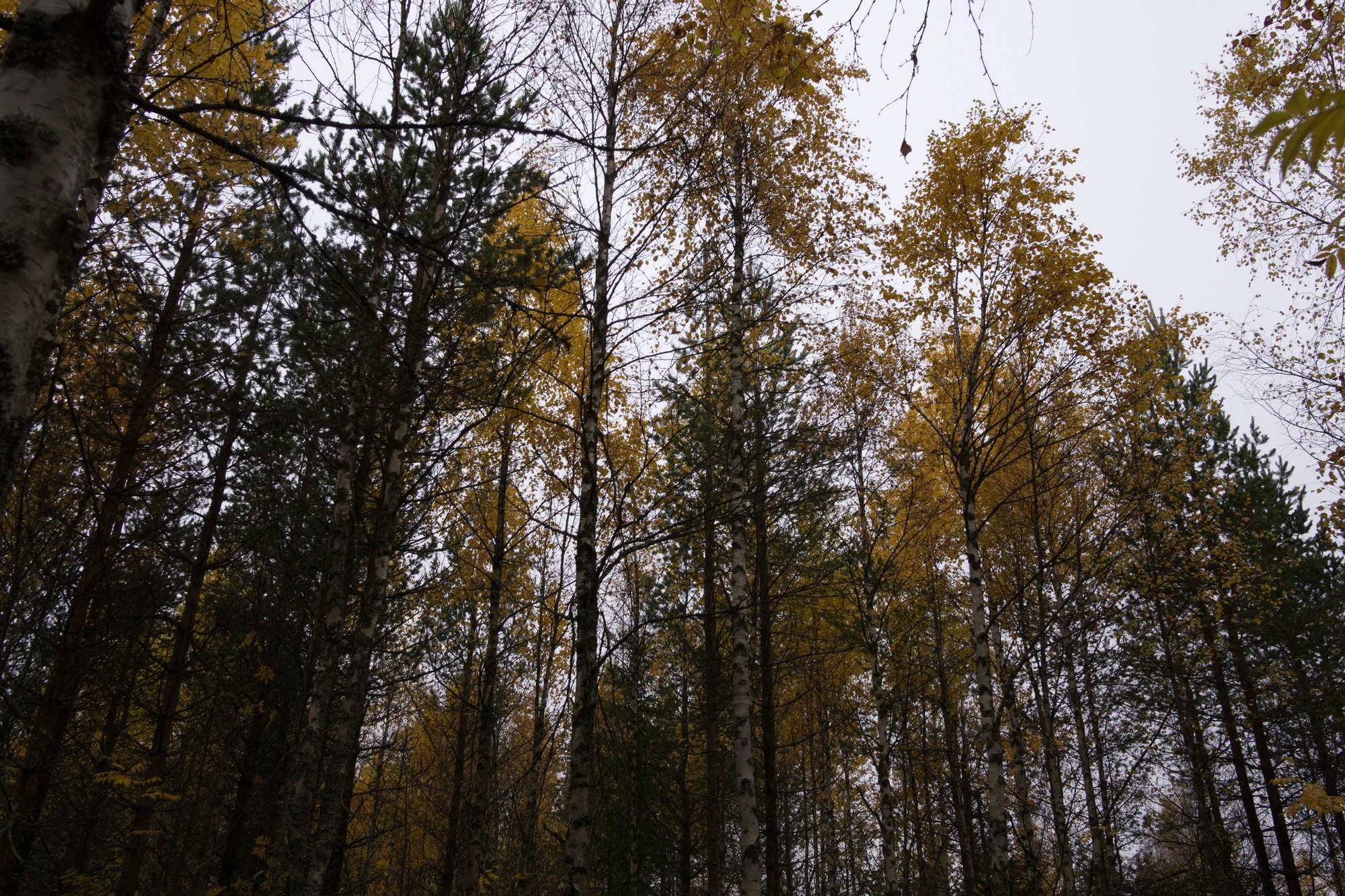 golden silver birches 121 — Скачать