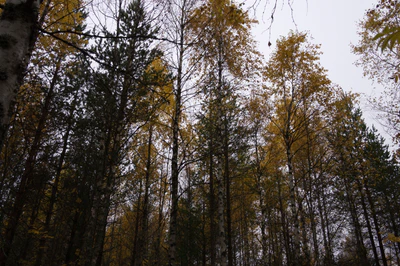 golden silver birches 121 — download