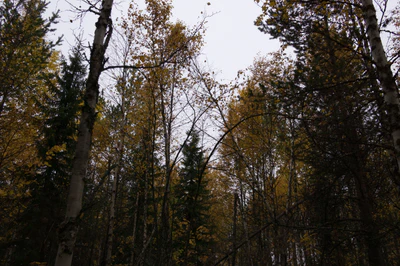 golden silver birches 122 — download