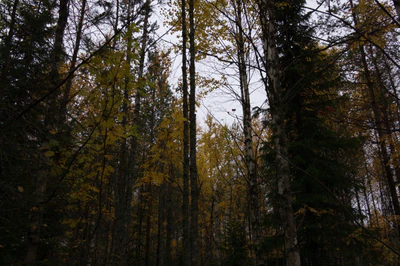 golden silver birches 123 — download