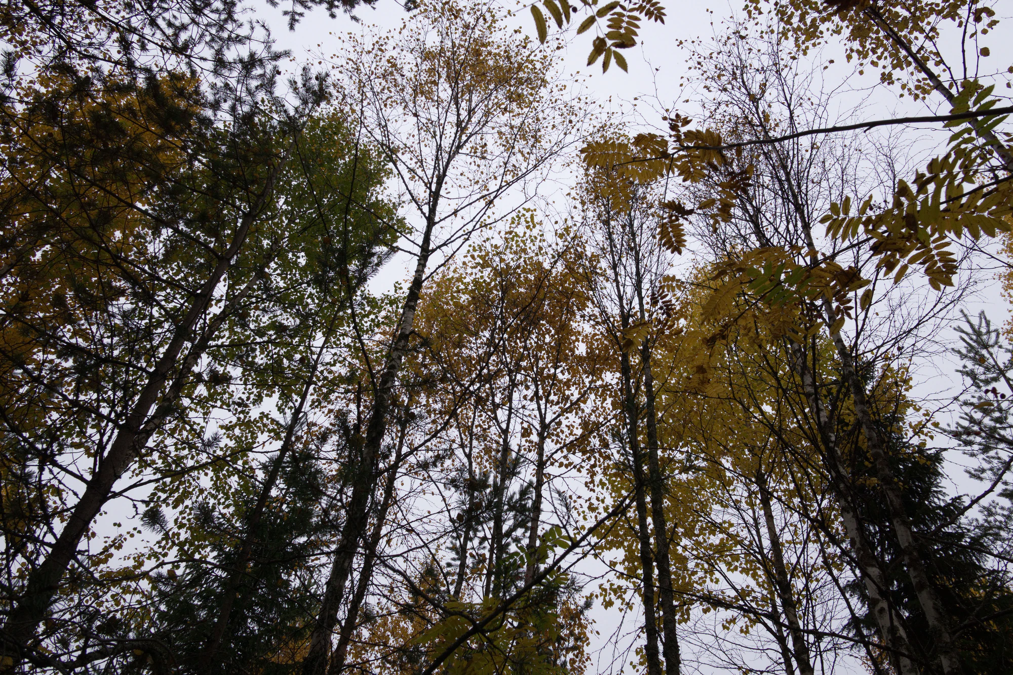 golden silver birches 125 — Скачать