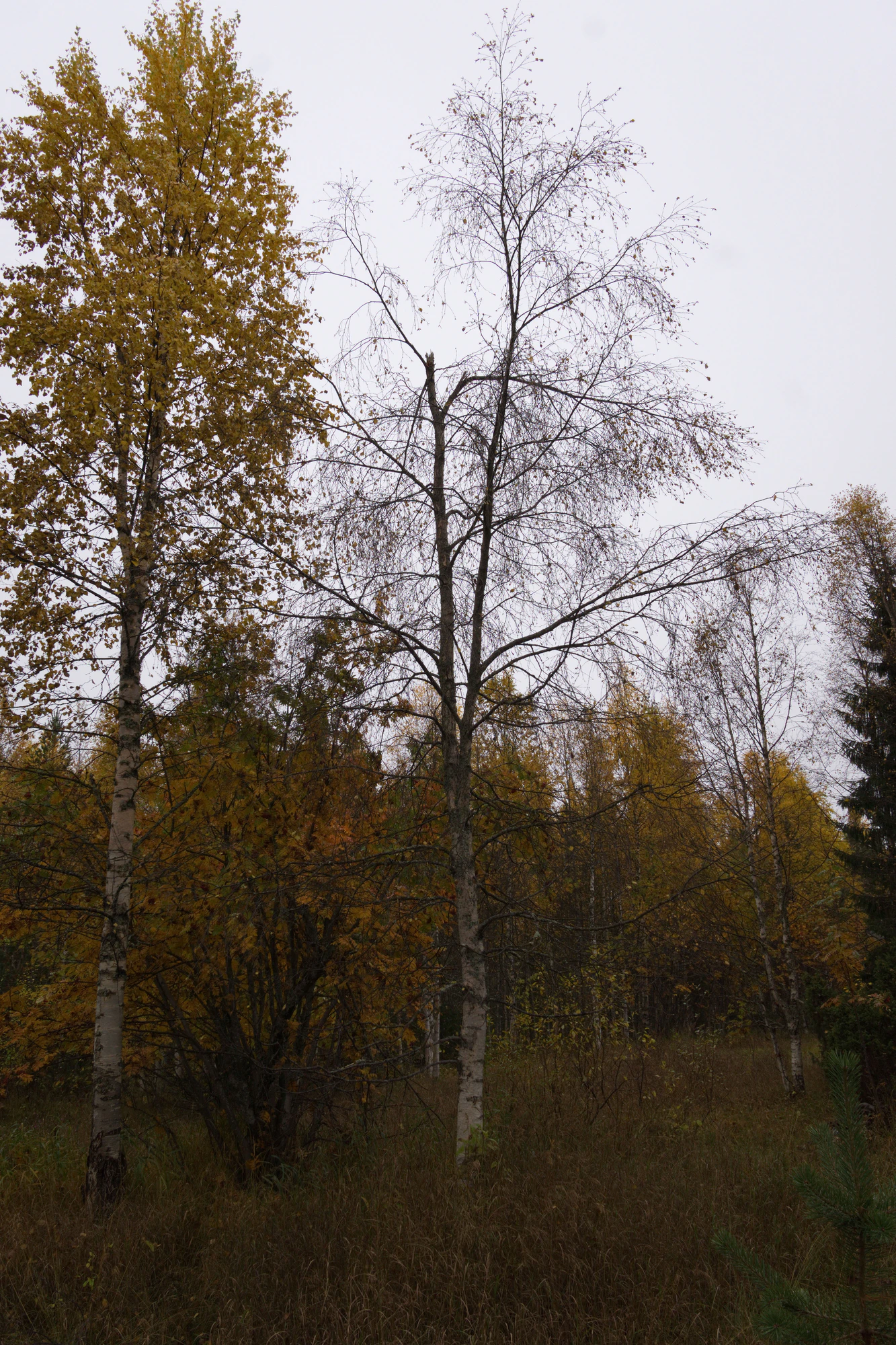 golden silver birches 128 — Descargar