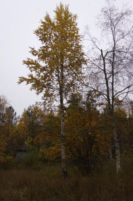 golden silver birches 129 — download